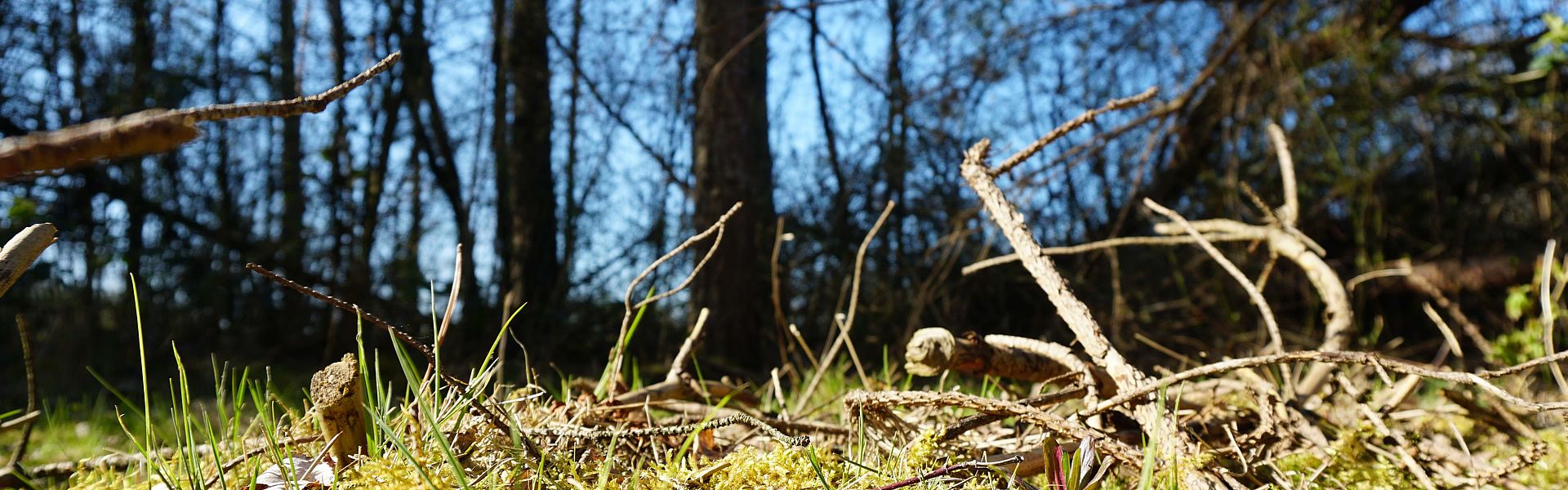 Lichtdurchfluteter Waldboden