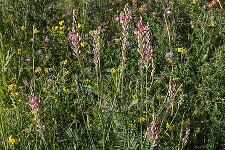 Magerwiese mit spezifischer Flora