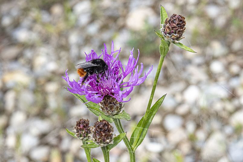 Wildbiene auf Flockenblume